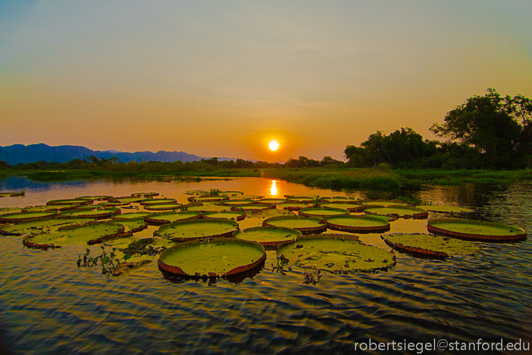 giant water lily at sunset